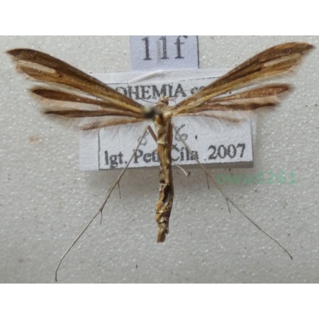 Emmelina monodactyla (Linnaeus, 1758) Piórolotek zwyczajny Czech11f